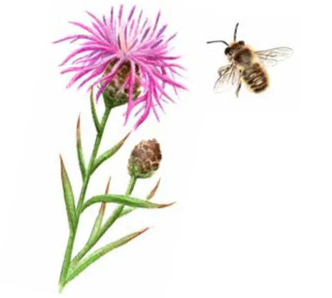 Illustration på en lila blomma och ett bi som flyger.