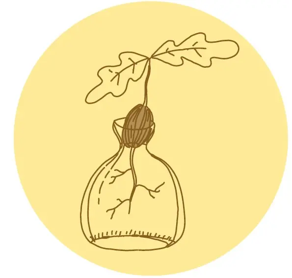 Illustration på en vas med ett ekollon som bildat rötter och ett litet skott med blad.