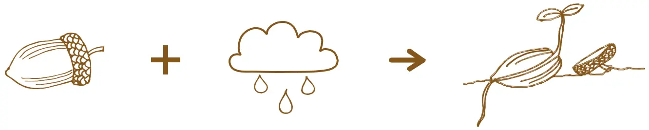 Illustrationer på ett ekollon plus ett regnmoln och därefter en pil som pekar på en grodd som växer ut från ekollonet.