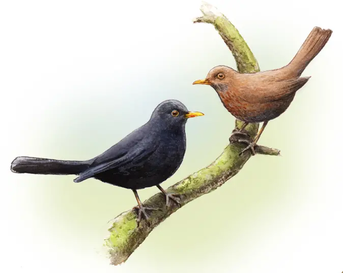 Illustration på två koltrastar, en hane i svart och en hona i brunt.