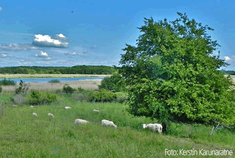 Naturlandskap med betande vita får. 