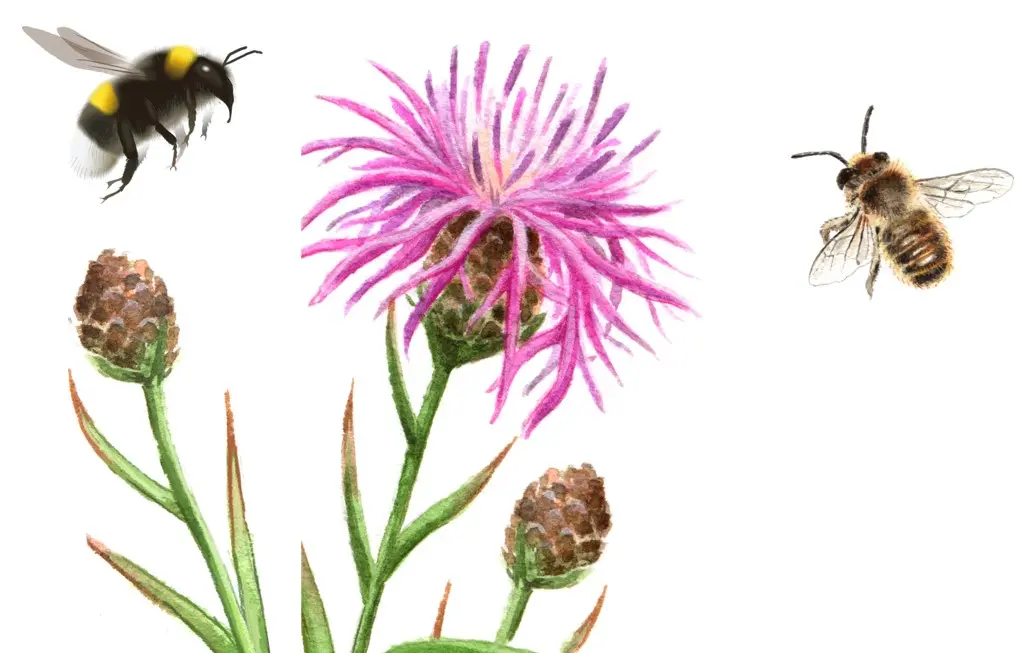 Illustration på en humla och ett bi som flyger mot en lila blomma.