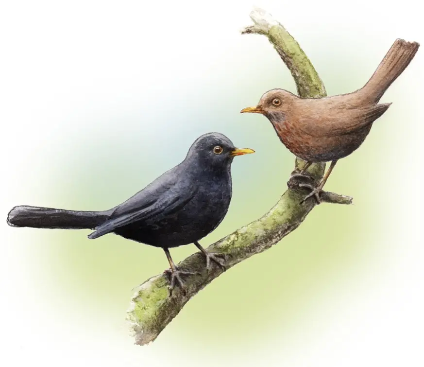 Illustration på två fåglar på en gren.