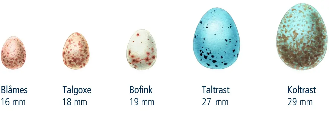Blåmesägg är rosaspräckliga och cirka 16 millimeter långa, Talgoxe lägger också rosaspräckliga ägg, längd cirka 18 millimeter. Bofinkägg är vita med rödbruna stänk, cirka 19 millimeter långa, Taltrasten lägger blå ägg med svarta stänk, cirka 27 millimeter långa. Koltrast lägger turkosa ägg med många bruna fläckar på, längden är cirka 29 millimeter.