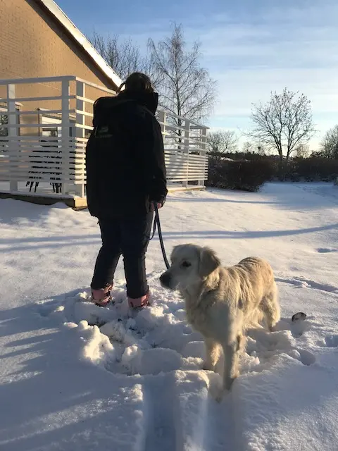 En person och en golden retriever promenerar i snön. 