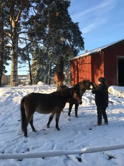 Två hästar och en person i en snötäckt hage. 
