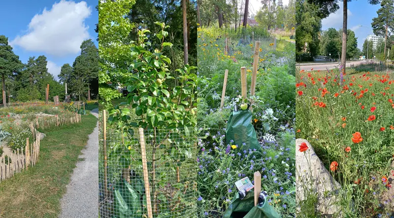 Bildcollage från matskogen på Malmaberg. Fyra olika bilder på växtlighet och blommor.